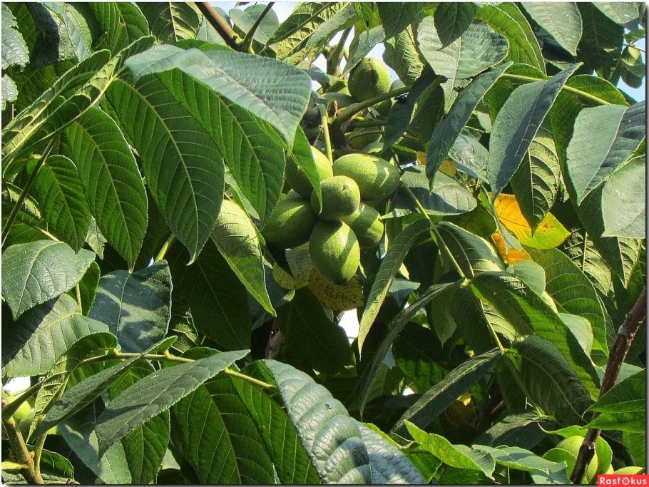 Дерево грецкий орех