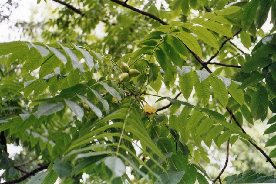 Орех маньчжурский (Juglans nigra l.)