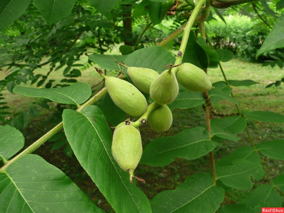 Орех серый juglans cinerea