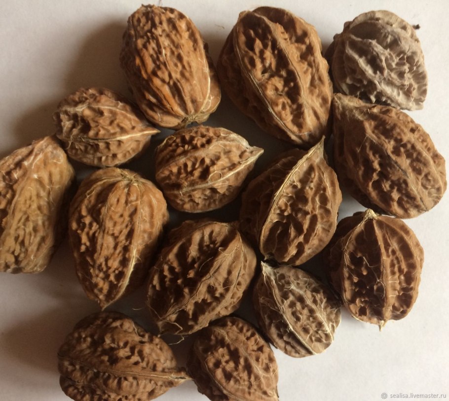 Орех маньчжурский - juglans mandshurica плод