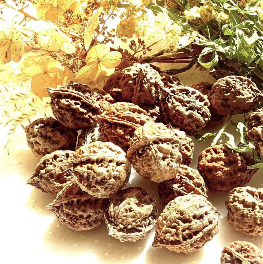 Орех маньчжурский (Juglans mandshurica) осенью