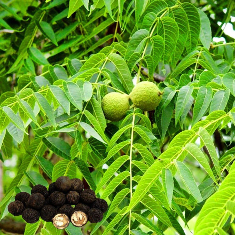 Орех маньчжурский juglans mandshurica