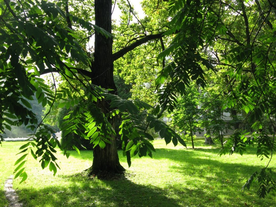 Орех маньчжурский (Juglans mandshurica)