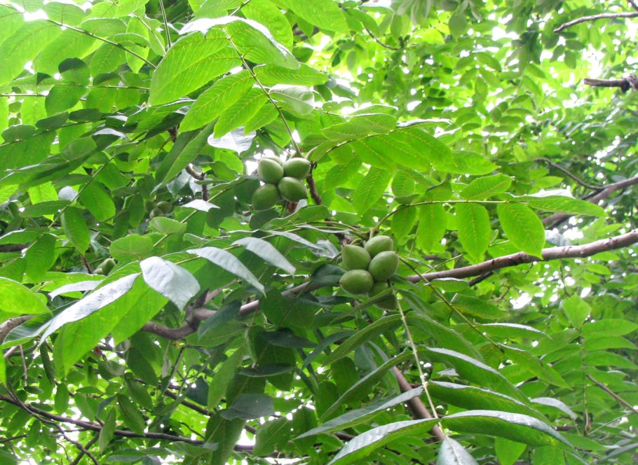 Орех маньчжурский (Juglans mandshurica)