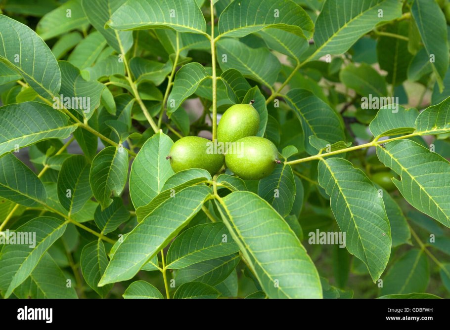 Маньчжурский грецкий орех