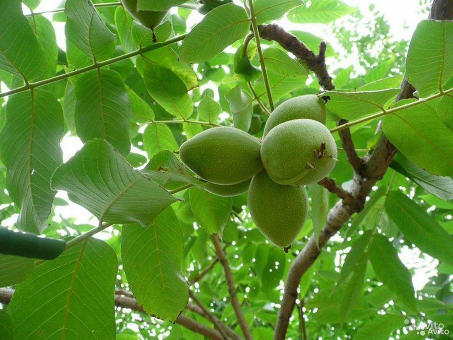 Орех маньчжурский(Juglans mandshurica Maxim)