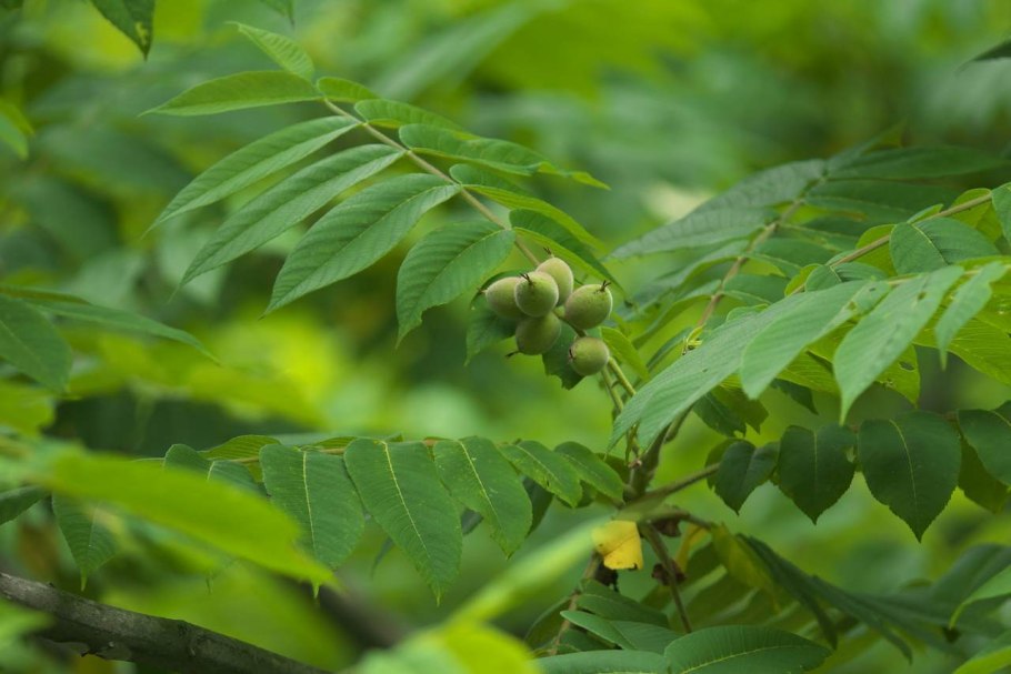 Орех маньчжурский (Juglans mandshurica)