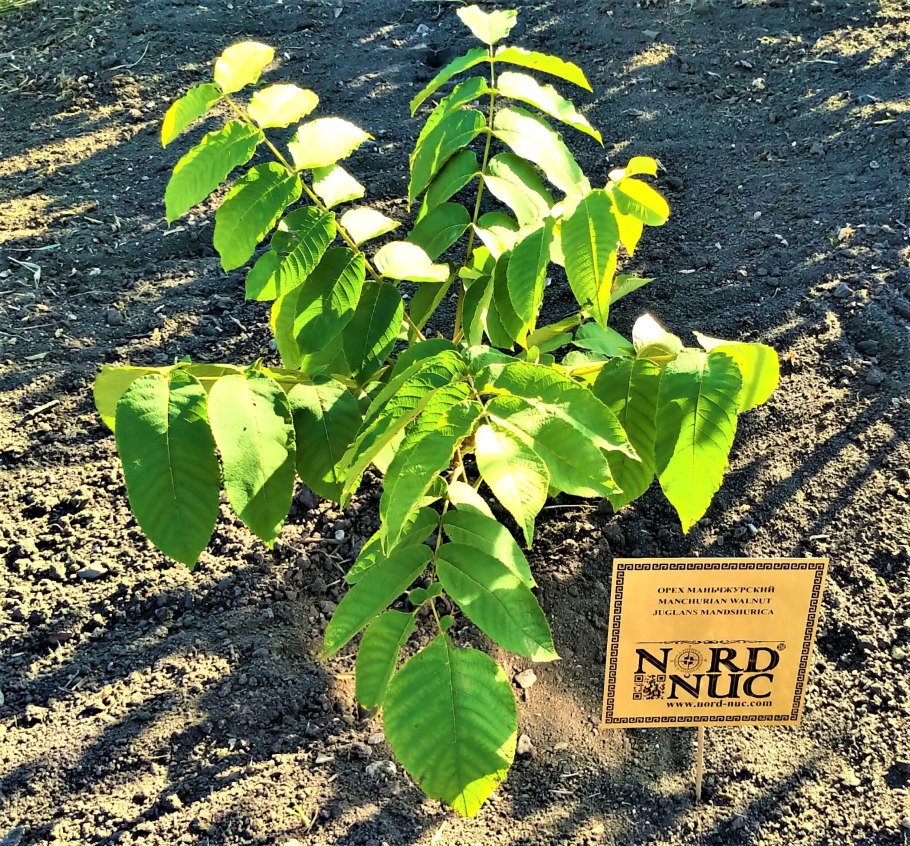 Орех маньчжурский (Juglans nigra l.)