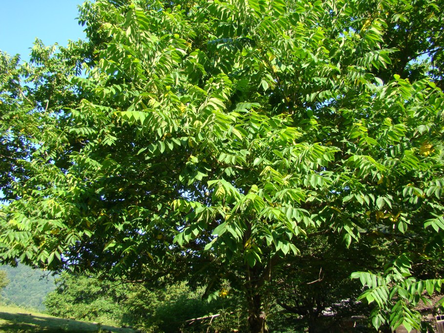 Ясень маньчжурский fraxinus mandshurica