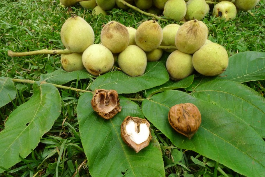Орех маньчжурский (Juglans mandshurica)