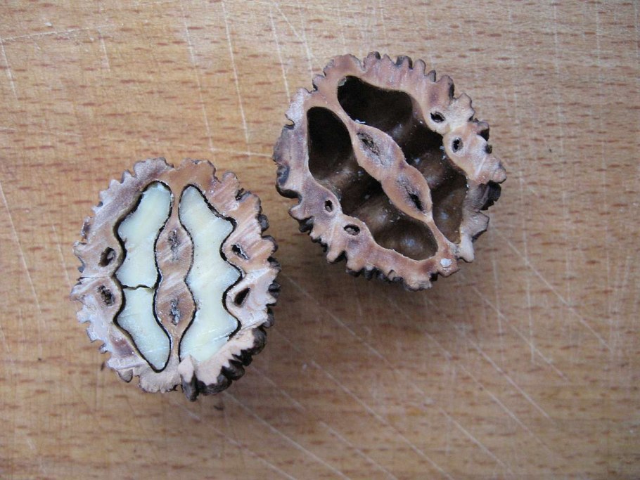 Маньчжурский орех плоды