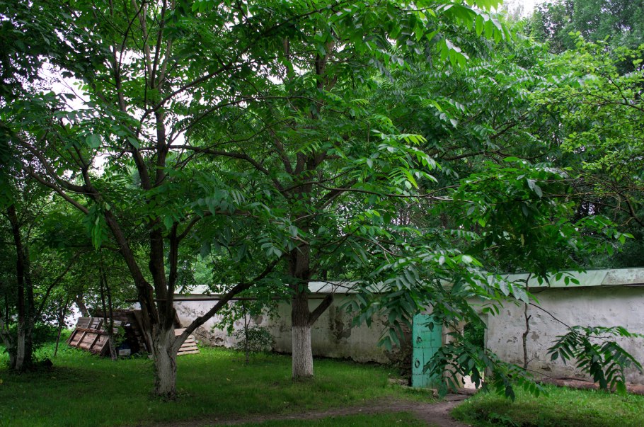 Маньчжурский грецкий орех