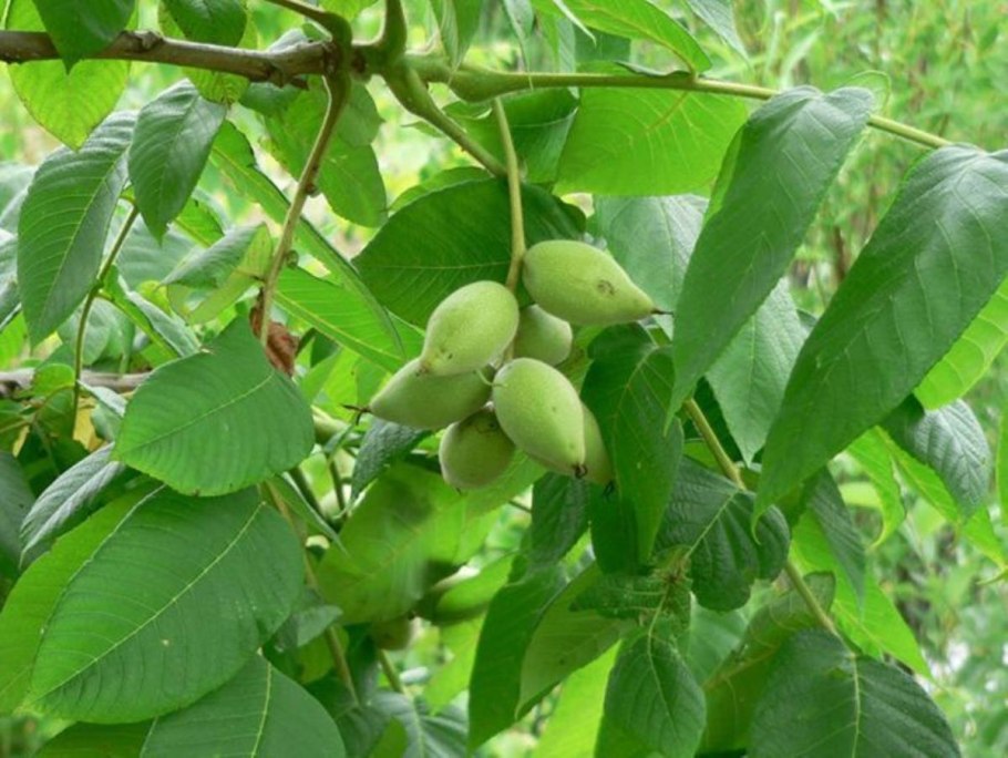 Орех маньчжурский (Juglans nigra l.)