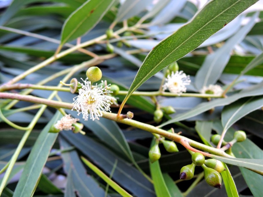 Как цветёт эвкалипт фото в Абхазии