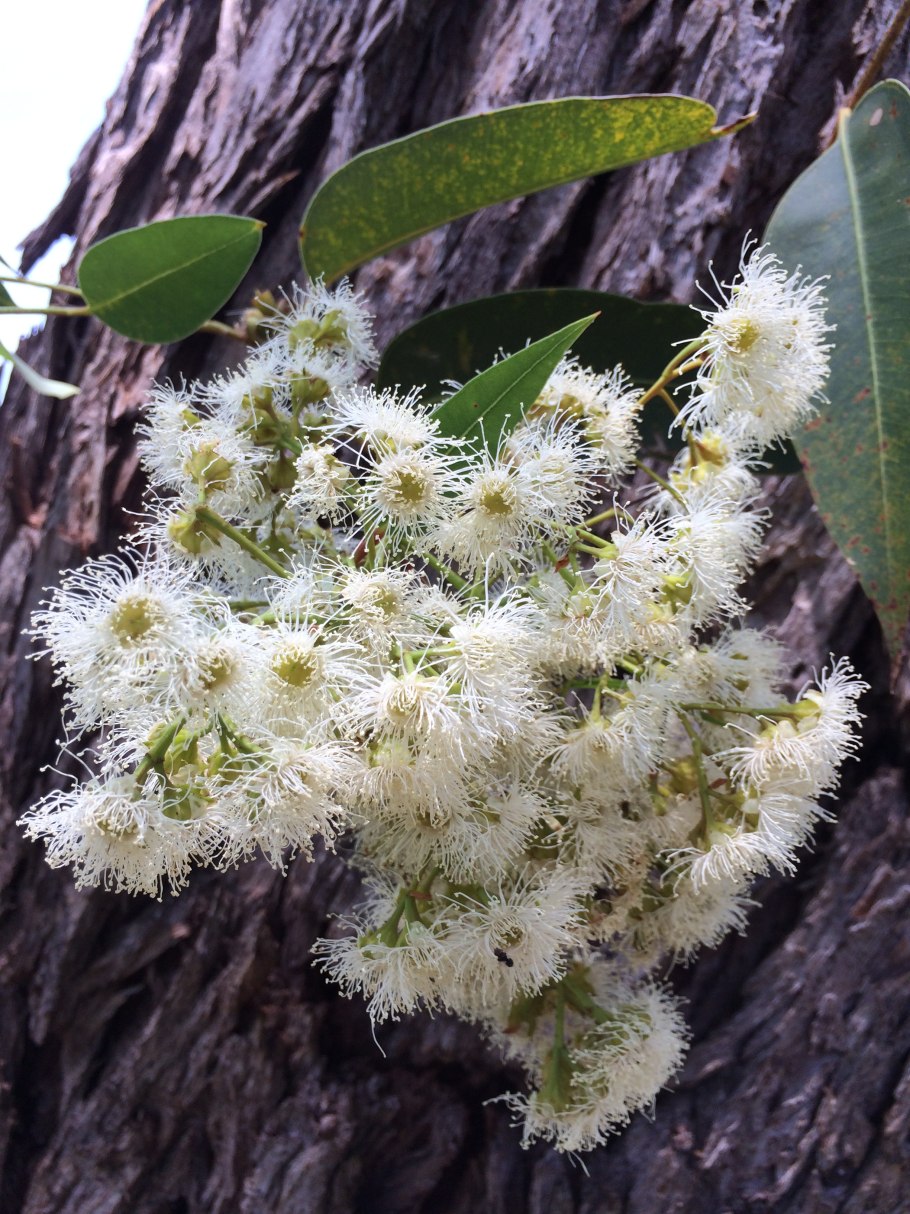 Eucalyptus globulus Fruit
