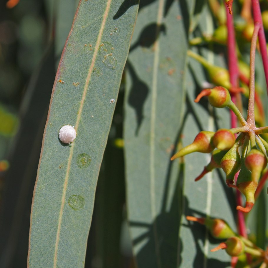 Eucalyptus