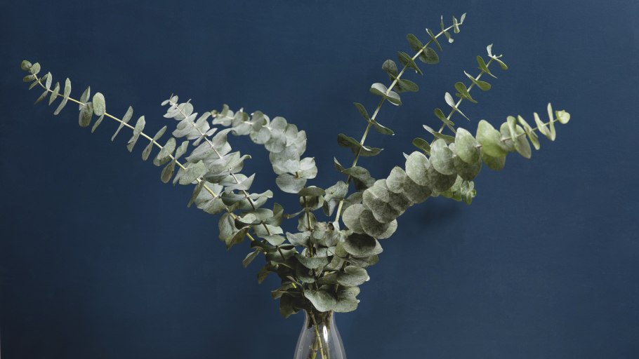 Эвкалипт стюартиана