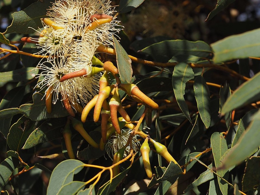 Эвкалипт комнатный