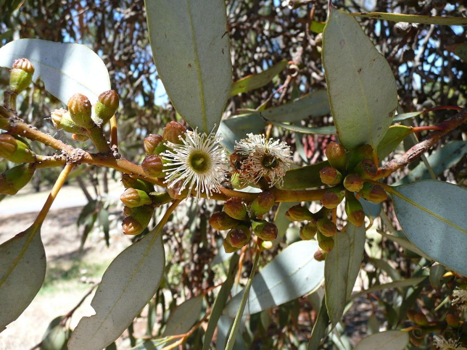 Eucalyptus dumosa
