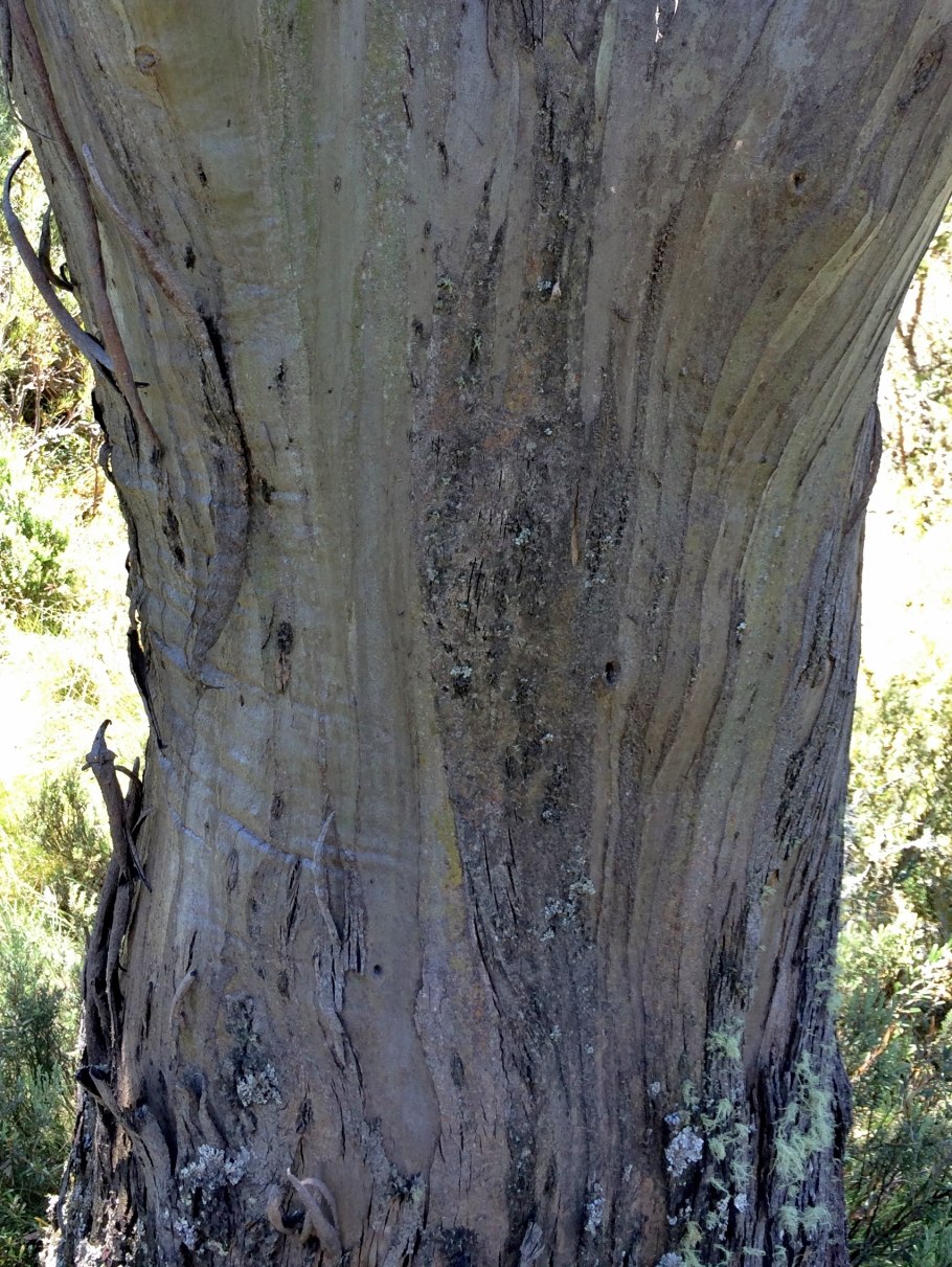 Eucalyptus stellulata