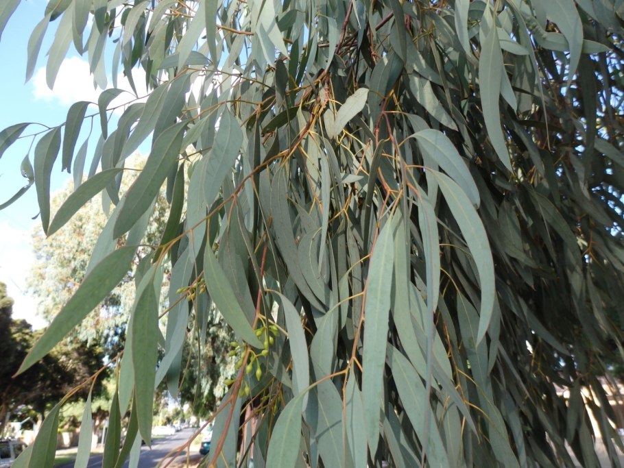 Eucalyptus camaldulensis