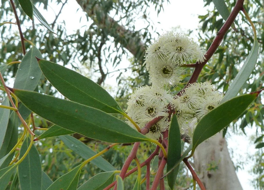 Eucalyptus melliodora