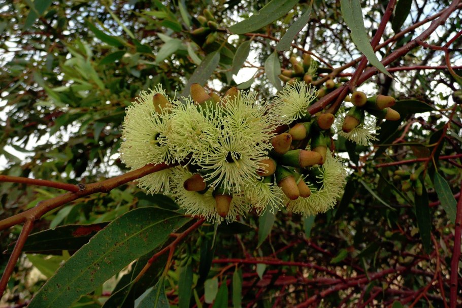 Эвкалипт растение и кошки