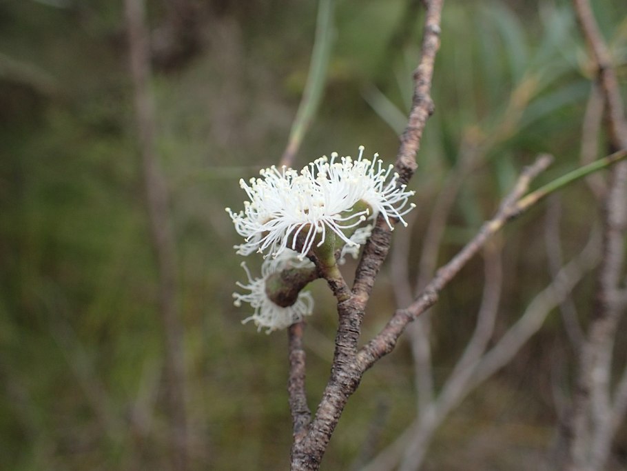 Eucalyptus luehmanniana