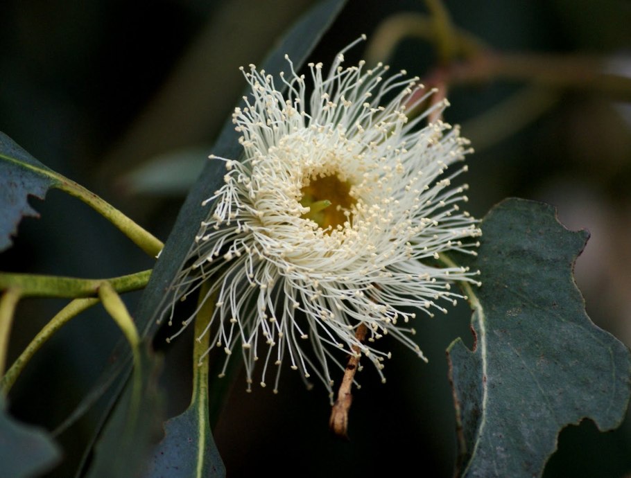 Эвкалипт Николас