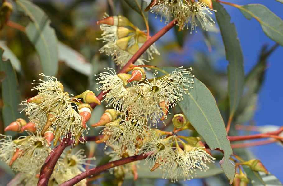 Эвкалипт тиритикорнис