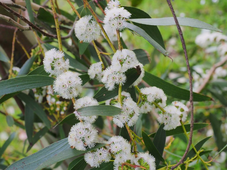Эвкалипт ультра