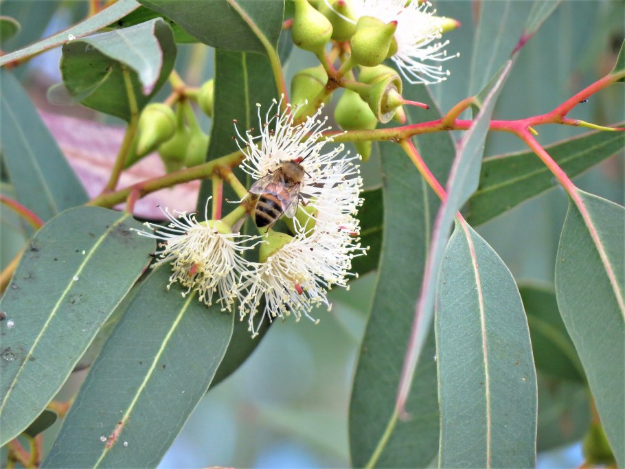 Эвкалипт прутовидный