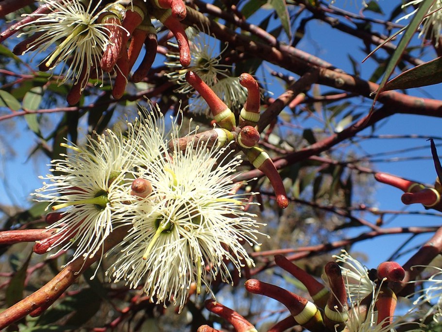 Eucalyptus cephalocarpa