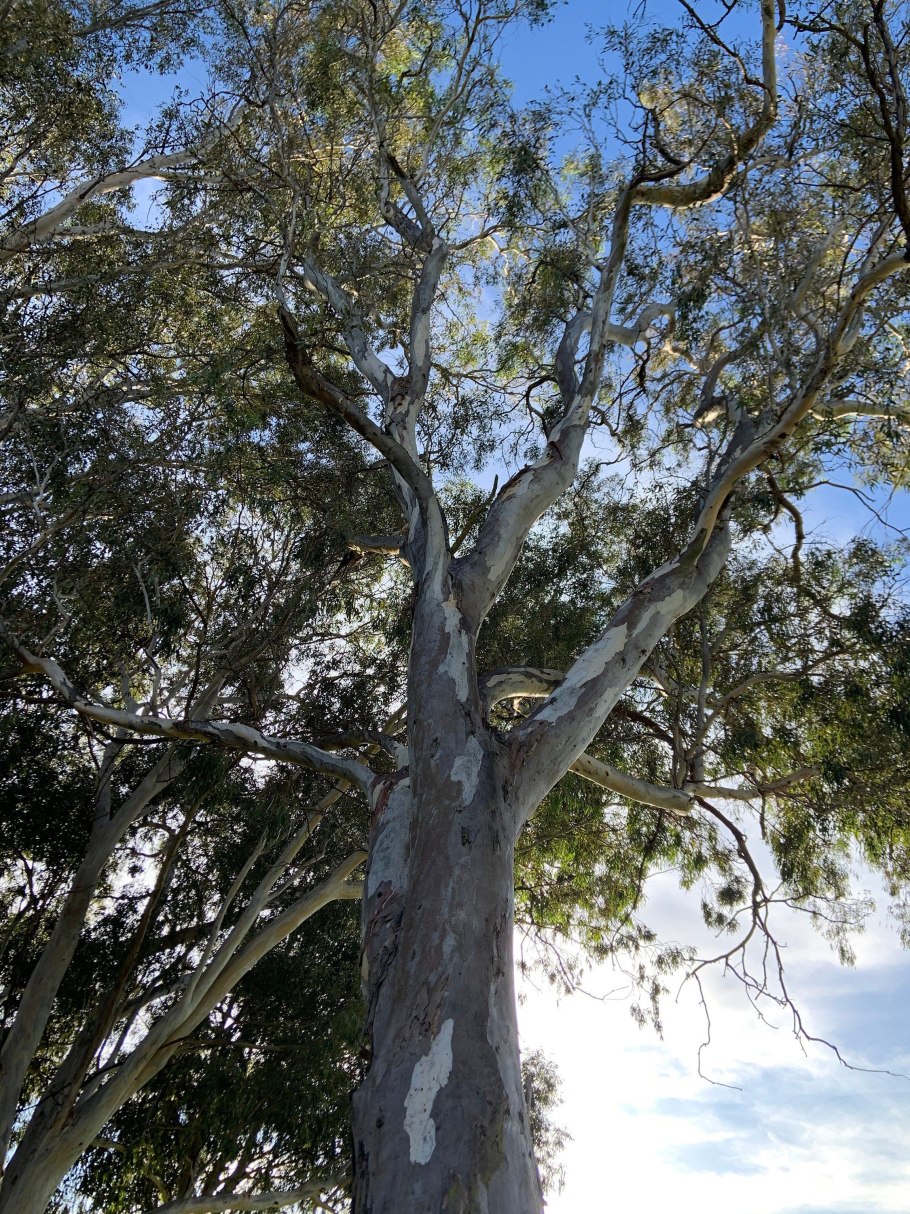 Eucalyptus marginata