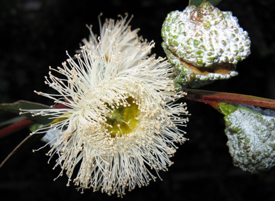 Эвкалипт Гунни куст