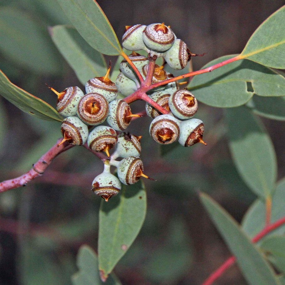 Eucalyptus rhodantha