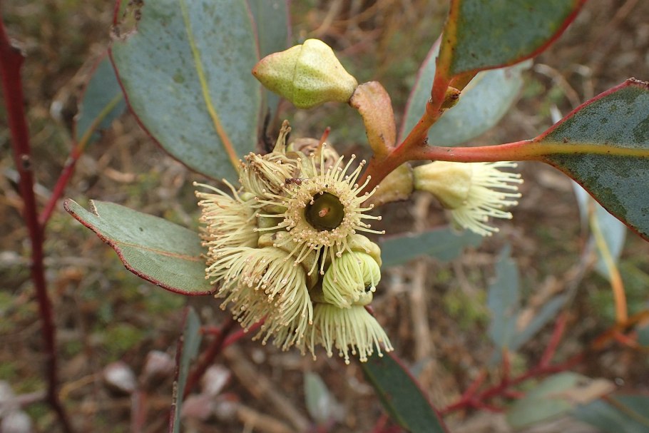 Eucalyptus delegatensis