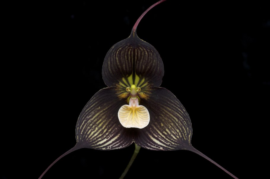 Dracula benedictii