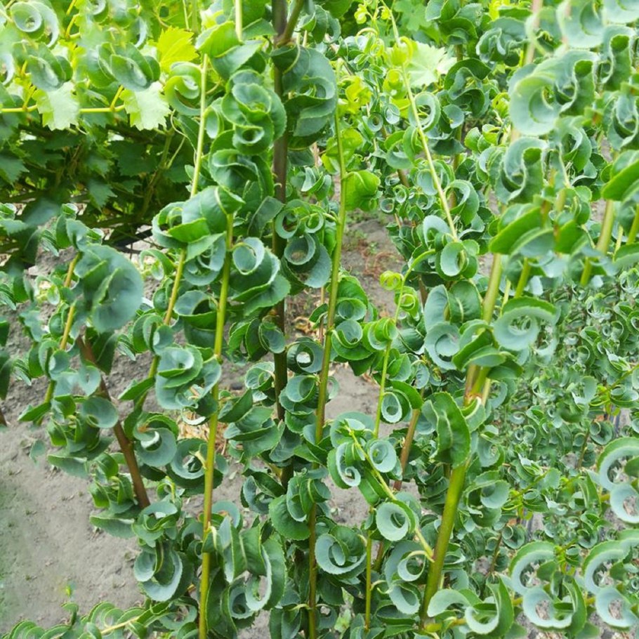 Ива вавилонская crispa