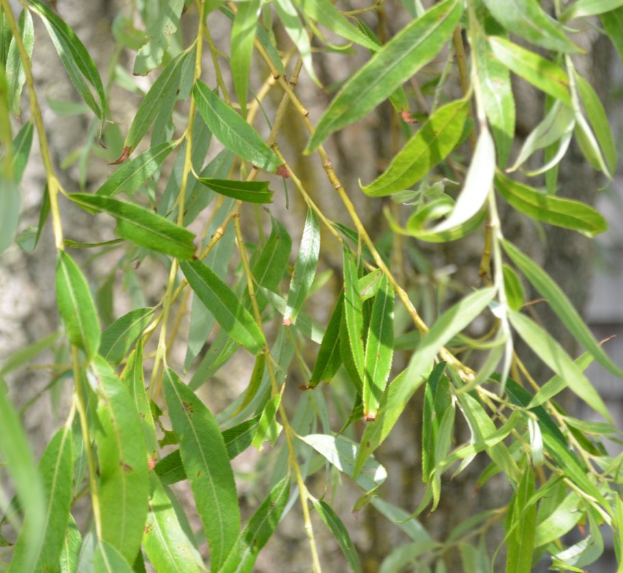 Ива вавилонская (плакучая) (salix babylonica)