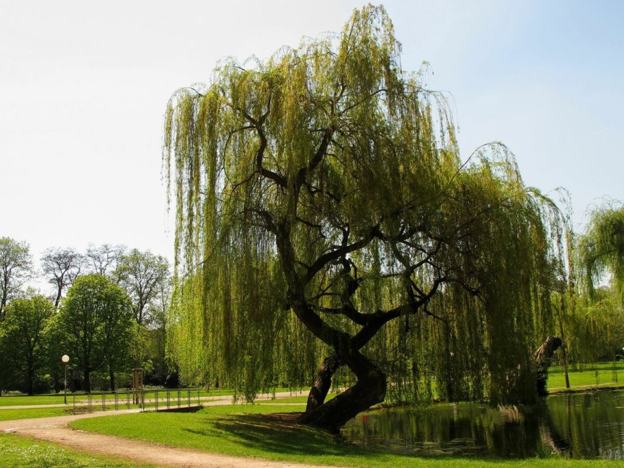 Weeping willow tree