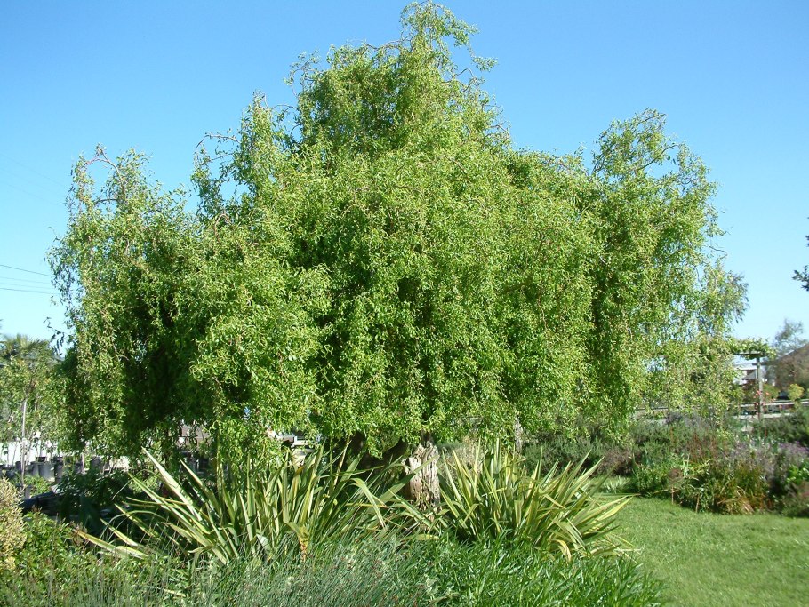 Ива salix magnifica