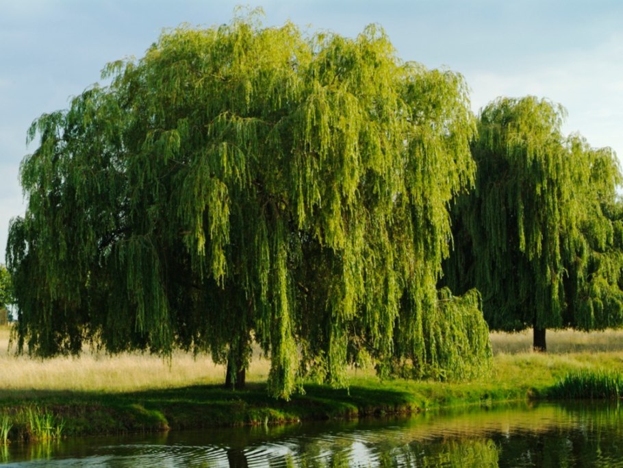 Willow tree