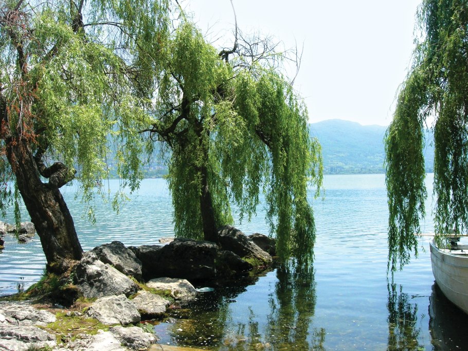 Ива над рекой