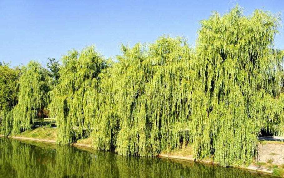 Weeping willow