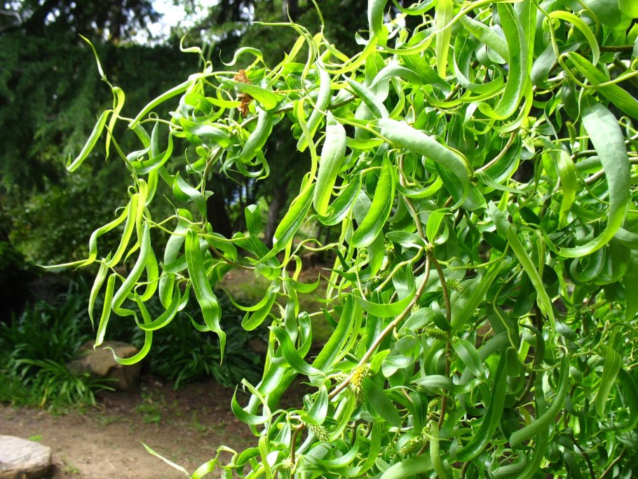 Ива Вавилонская листья