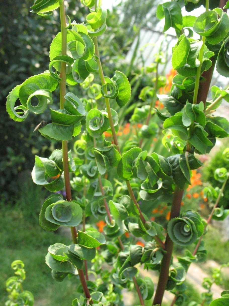 Ива вавилонская  crispa ( криспа )