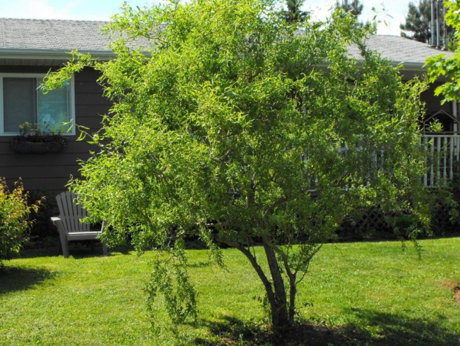 Ива матсудана в ландшафтном дизайне