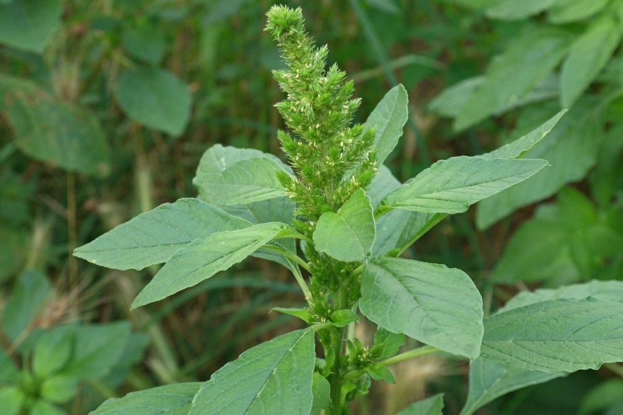 Шпинат Земляничный. (Шпинат малина) - Chenopodium foliosum