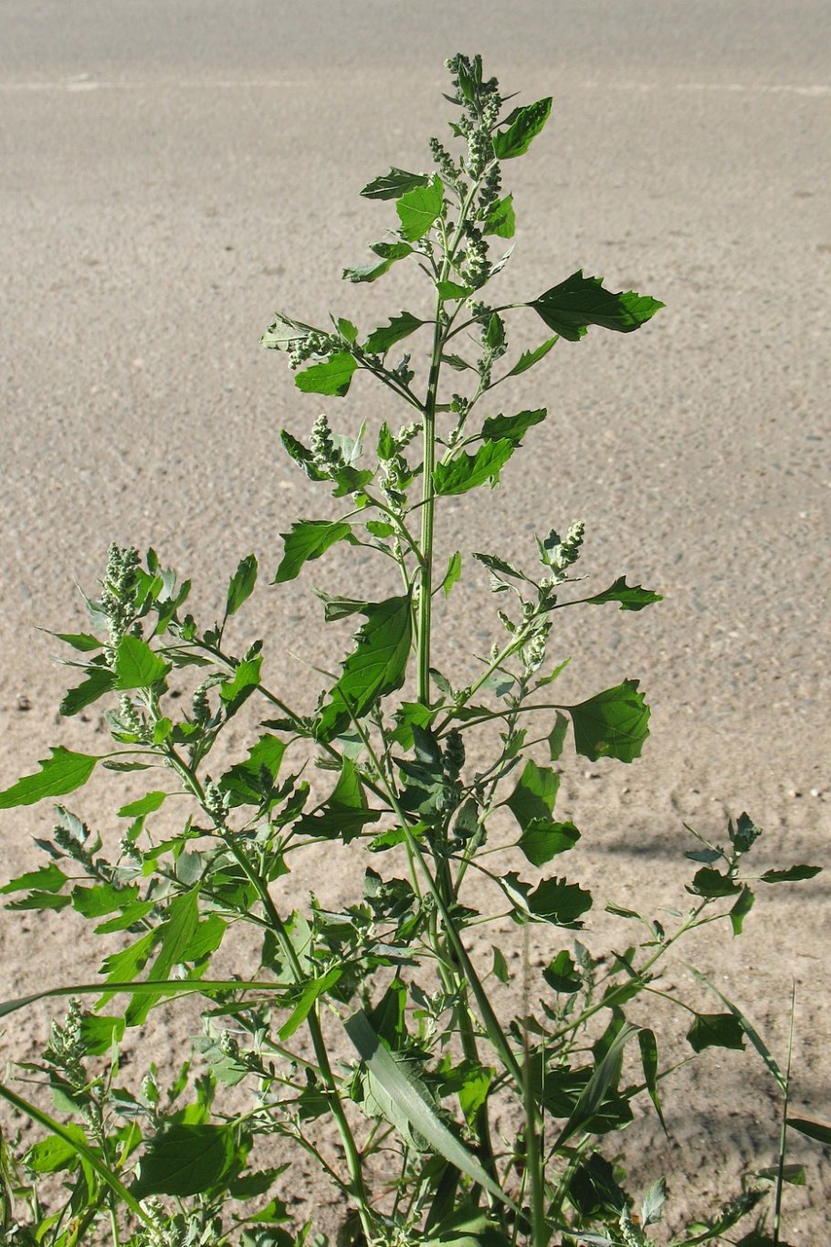 Амарант обыкновенный щирица